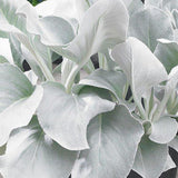Angel Wings Senecio with silvery white felted leaves