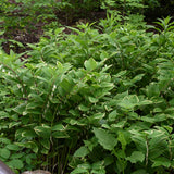 Solomon's seal plant in a nursery pot with arching green stems