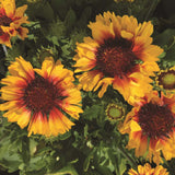 Red Starburst gaillardia blooming in a nursery pot