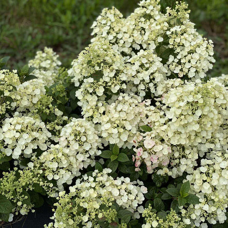 Tiny Quick Fire hydrangea with white flower clusters in pot