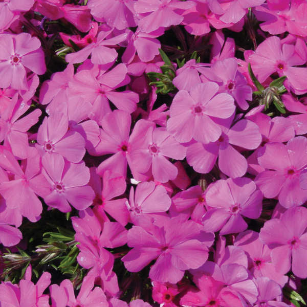 Phlox 'Drummond's Pink' | Creekside Champions™