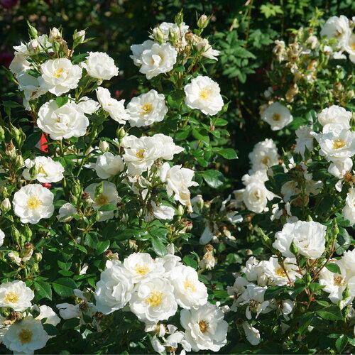 Oso Easy Ice Bay rose with white blooms in a pot