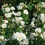 Oso Easy Ice Bay rose with white blooms in a pot