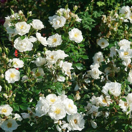 Oso Easy Ice Bay rose with white blooms in a pot