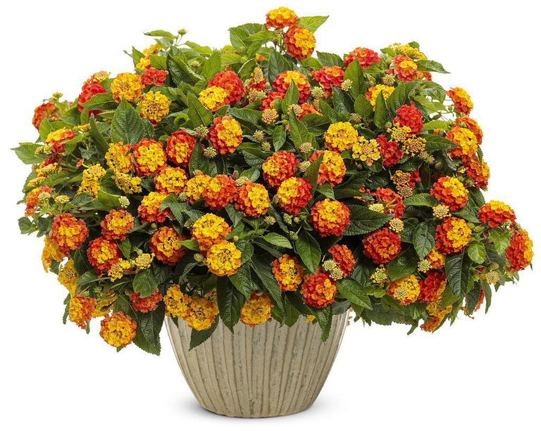 hanging lantana plant Luscious® Basket Tangelow® Lantana