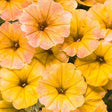 Supertunia Honey petunia with yellow flowers in a pot