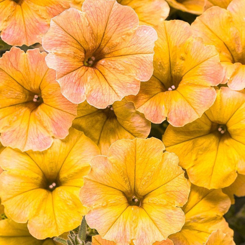 Supertunia Honey petunia with yellow flowers in a pot