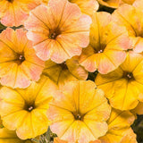 Supertunia Honey petunia with yellow flowers in a pot