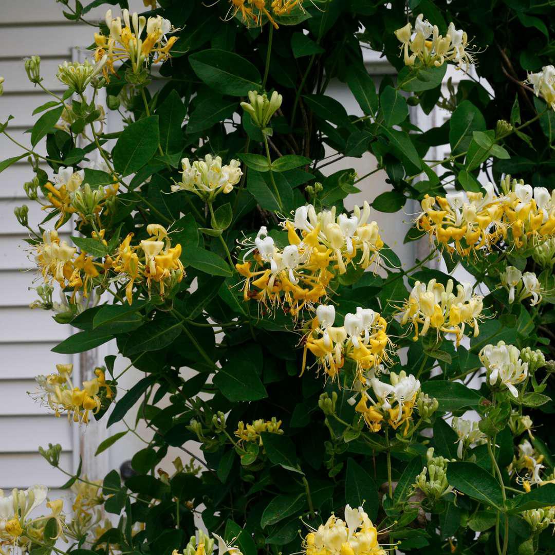Proven Winners Scentsation Honeysuckle - Thumbnail 3
