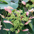 ROSE SENSATION false hydrangea vine with pink flowers