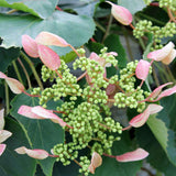ROSE SENSATION false hydrangea vine with pink flowers