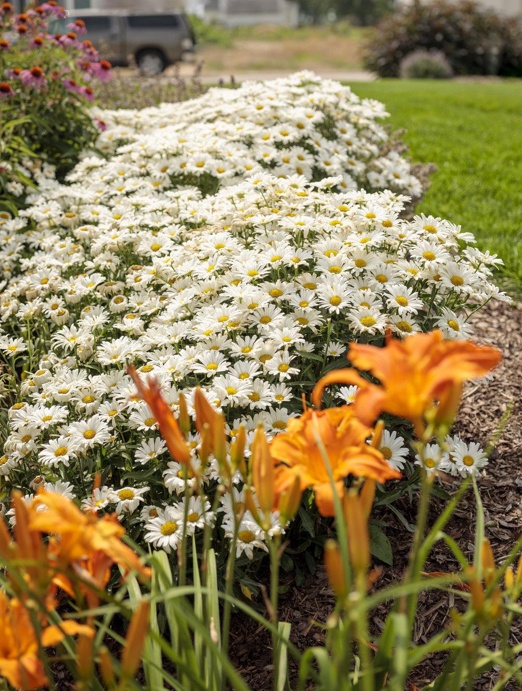 Shasta daisy with white blooms and yellow centers in pot