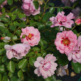 Pink double rose blooms on a green leafy plant in a pot