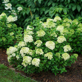 Little Lime Punch® panicle hydrangea with green blooms