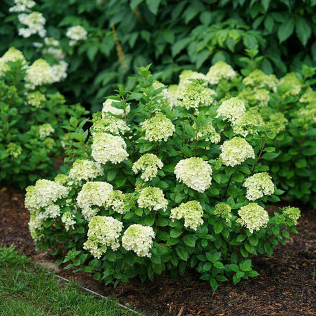 Little Lime Punch® panicle hydrangea with green blooms
