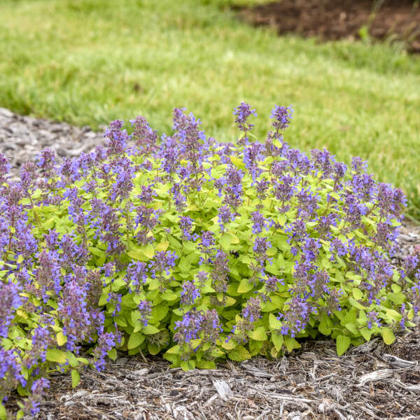 Lemon Purrfection nepeta in a nursery pot