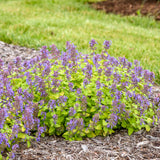 Lemon Purrfection nepeta in a nursery pot