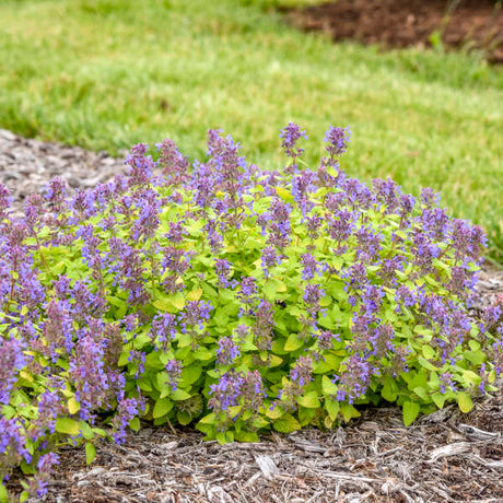 Lemon Purrfection nepeta in a nursery pot