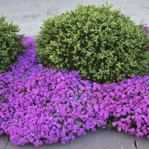 Phlox 'Drummond's Pink' | Creekside Champions™