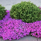 Phlox 'Drummond's Pink' | Creekside Champions™