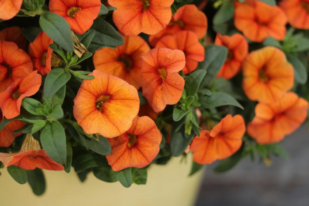 Superbells Dreamsicle calibrachoa in bloom in a pot