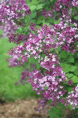 Dark purple Bloomerang lilac in a nursery pot