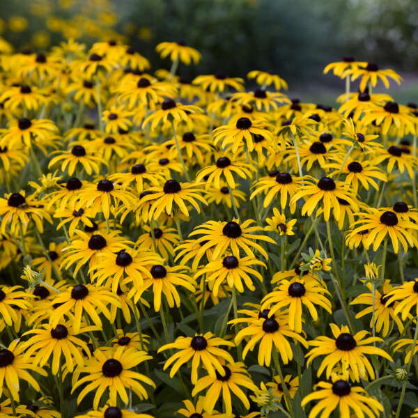 Rudbeckia Treasure Trove in a pot with yellow blooms