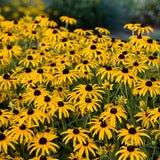 Rudbeckia Treasure Trove in a pot with yellow blooms