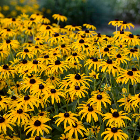 Rudbeckia Treasure Trove in a pot with yellow blooms