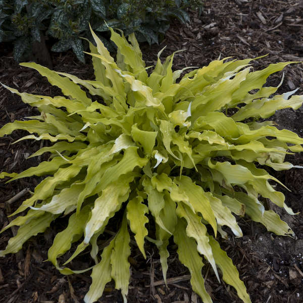 Wiggles and Squiggles' Hosta | Creekside Champions™ – Creekside