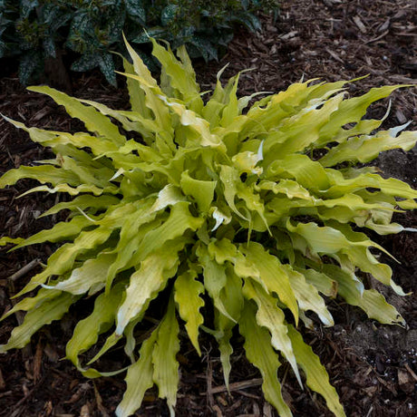 Wiggles and Squiggles hosta in a pot, green and wavy leaves