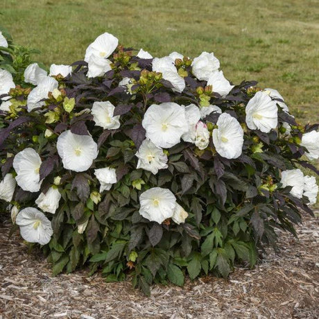 Summerific Cookies and Cream hibiscus with white flowers