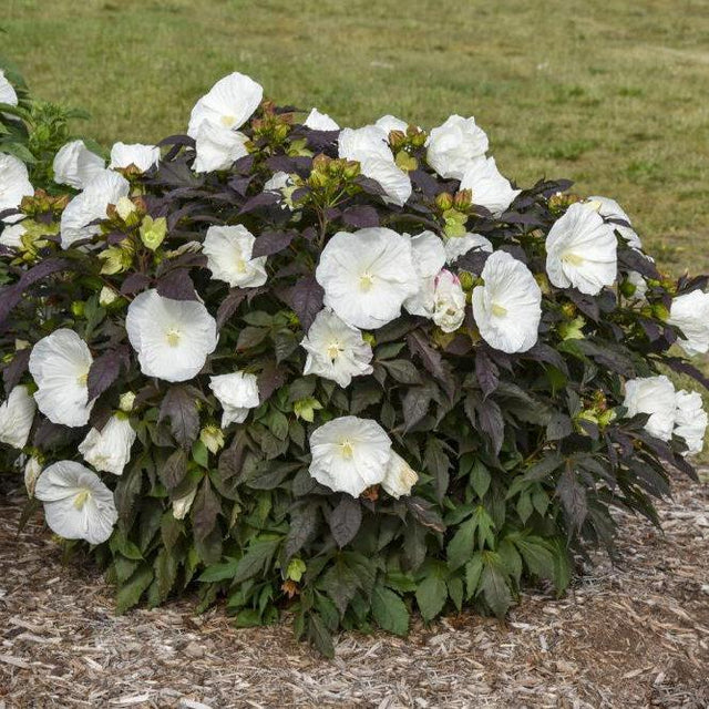 Summerific Cookies and Cream hibiscus with white flowers
