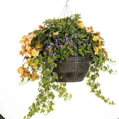 Double Delight primrose begonia in a pot with blooms