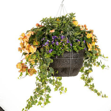 Double Delight primrose begonia in a pot with blooms