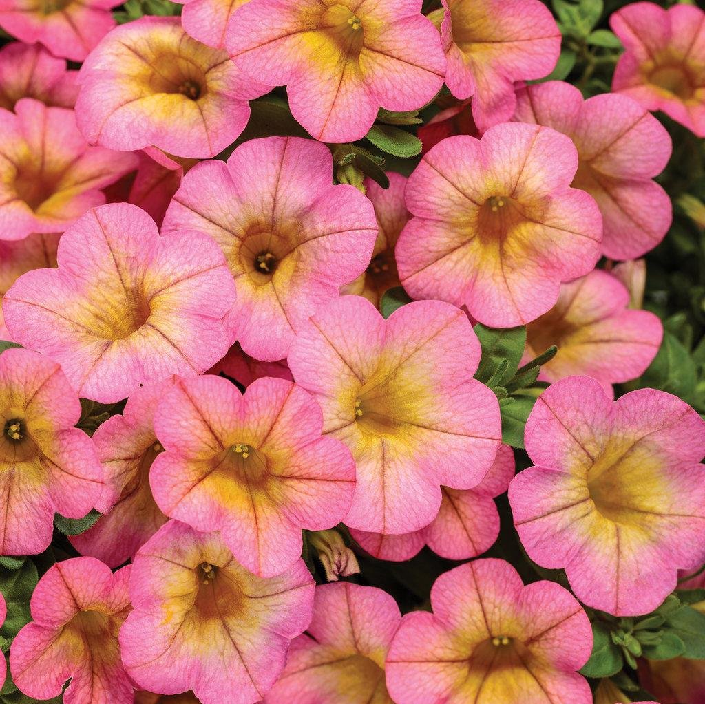 Superbells® Lemon Slice® Calibrachoa | Proven Winners® – Creekside