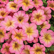 Superbells Honeyberry Calibrachoa with purple blooms in a pot