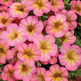 Superbells Honeyberry Calibrachoa with purple blooms in a pot