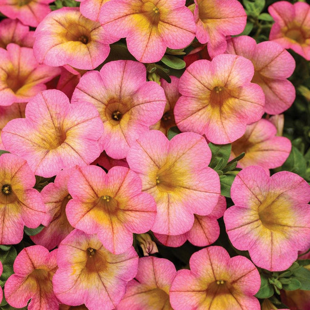 Superbells Honeyberry Calibrachoa with purple blooms in a pot
