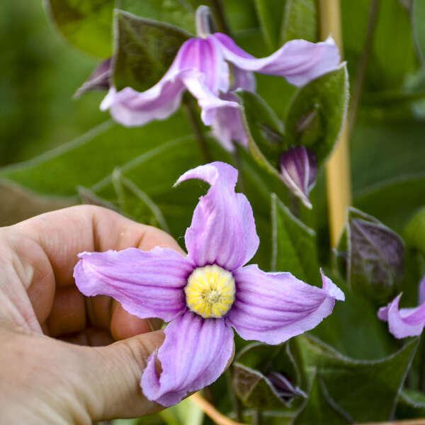 Stand by Me Pink' Clematis | Proven Winners® – Creekside Nursery, Inc