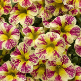 Trailing calibrachoa with yellow and burgundy blooms in a pot