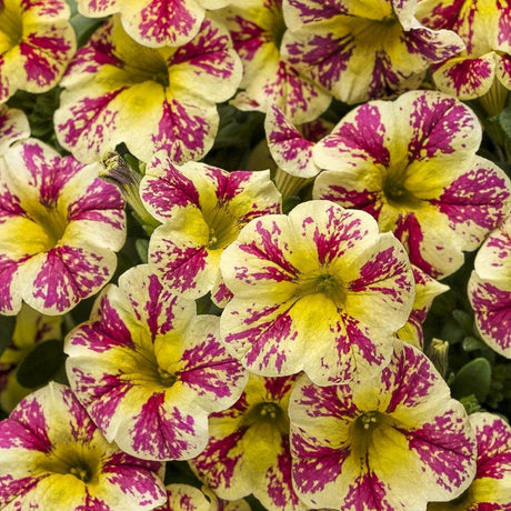 Trailing calibrachoa with yellow and burgundy blooms in a pot