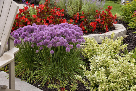 Allium 'Serendipity' with purple flowers in a pot