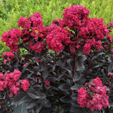 Pink crapemyrtle with pink blooms in a nursery pot