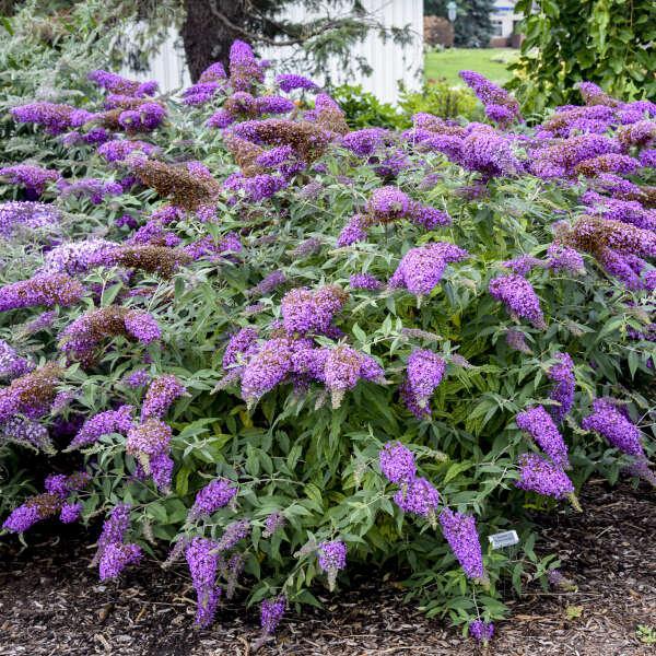 Violet Cascade buddleia with purple flowers in a pot