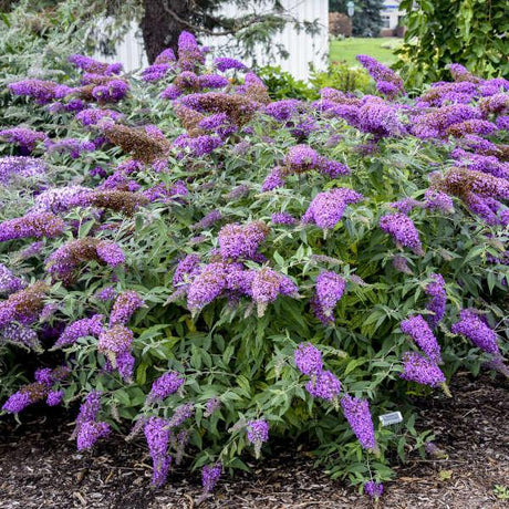 Violet Cascade buddleia with purple flowers in a pot