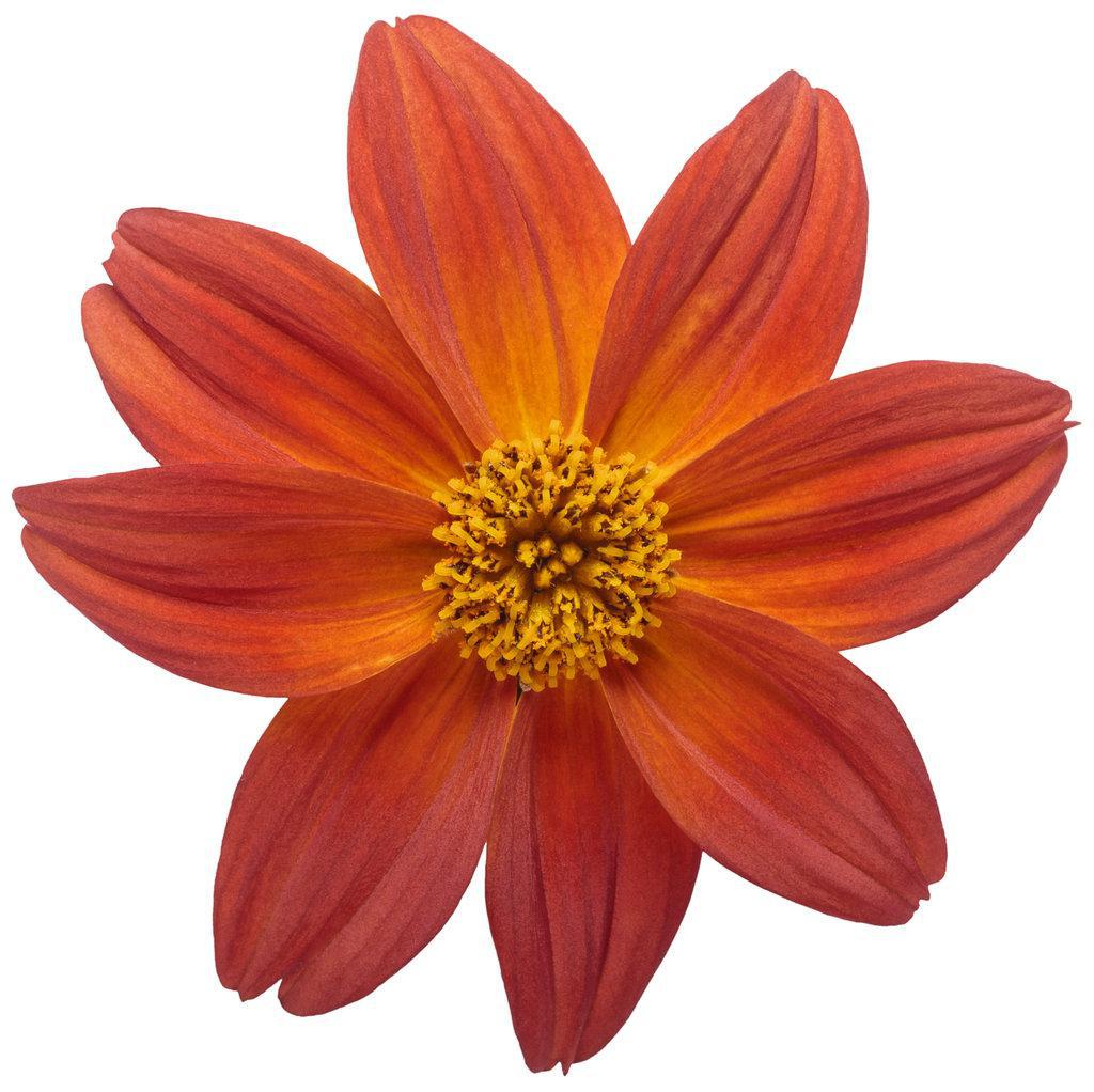 Campfire Flame bidens with yellow flowers in a pot