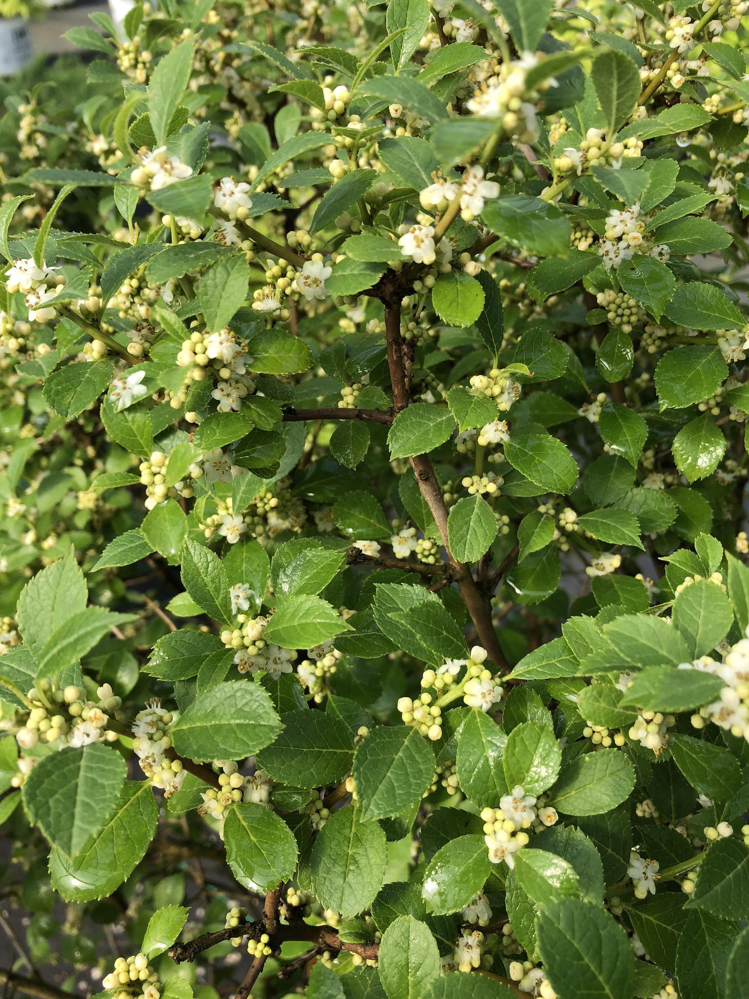 Proven Winners Berry Poppins Winterberry - Thumbnail 5