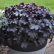 Dressed Up Evening Gown heuchera with dark foliage in a pot