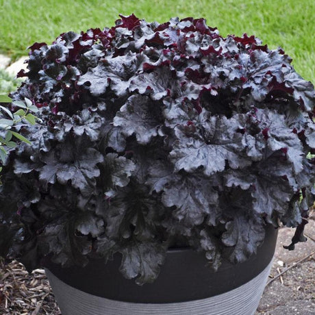 Dressed Up Evening Gown heuchera with dark foliage in a pot